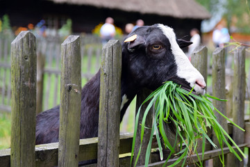 Koza zjada soczystą, zieloną trawę