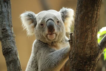 Papier Peint photo Lavable Koala Koala Koala Up Profil de Koala