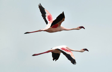 Flamingos in flight. Flying flamingos over the water of Natron Lake.  Lesser flamingo. Scientific name: Phoenicoparrus minor. Tanzania.