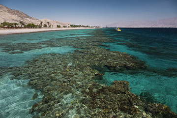 Fototapeta na wymiar Coral reef in the Gulf of Eilat, Israel, Red Sea