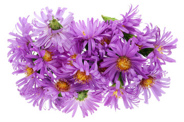 Small first September autumn  violet chrysanthemums flowers heap. Isolated