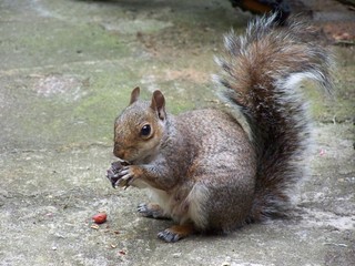 Squirrel and the nut