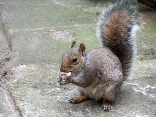Naklejka na ściany i meble Squirrel and the nut