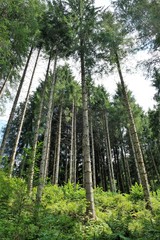 Fototapeta na wymiar panorama foresta alberi legno foglie verde natura parco estate cielo