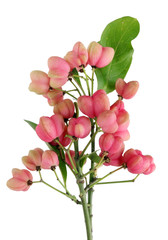 Fototapeta na wymiar Unripe pink berries of the wild forest bushes of spindle.