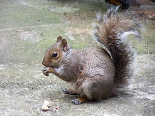 Squirrel and the nut