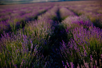 Fototapeta na wymiar Field of blooming lavender.