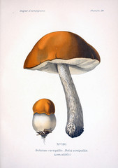 Illustration of mushrooms - obrazy, fototapety, plakaty