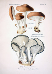Illustration of mushrooms - obrazy, fototapety, plakaty