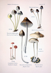 Illustration of mushrooms