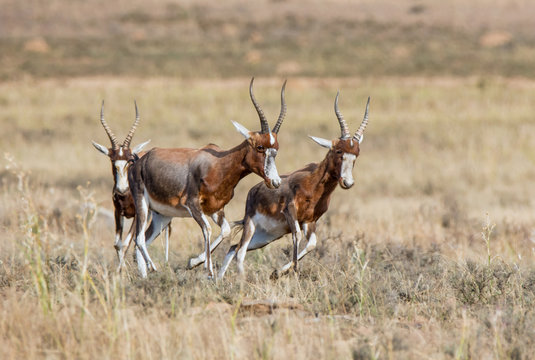 African Blesbok Antelope