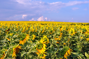 Obraz premium Field with blooming sunflowers, cloudy sky in horizon, Ukraine