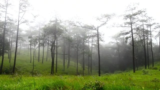 Green field in forest at raining season on mountain location at pooh soi dao national park Huai Mun, Nam Pat District, Uttaradit Thailand