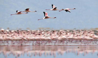 Fototapeta premium Colony of Flamingos on the Natron lake.Lesser Flamingo Scientific name: Phoenicoparrus minor. Tanzania Africa.