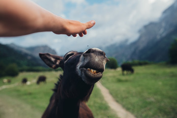 Little wild burro