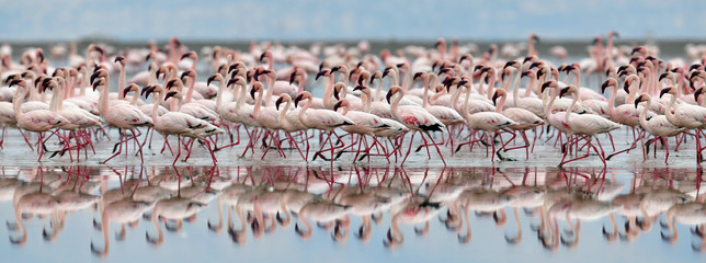 Colony of Flamingos on the Natron lake.Lesser Flamingo Scientific name: Phoenicoparrus minor. Tanzania Africa. © Uryadnikov Sergey