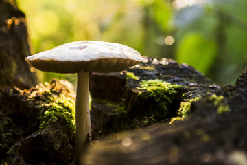 A beautiful large mushroom with a white hat and white foot stands on a stump, covered with moss in a green forest on a summer day. A dangerous mushroom in the forest, the sun shines brightly