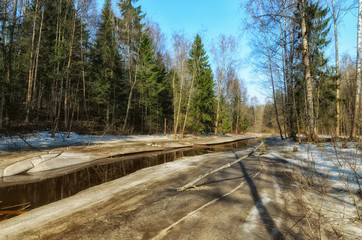 Clear april morning at the Nevsky forest park.