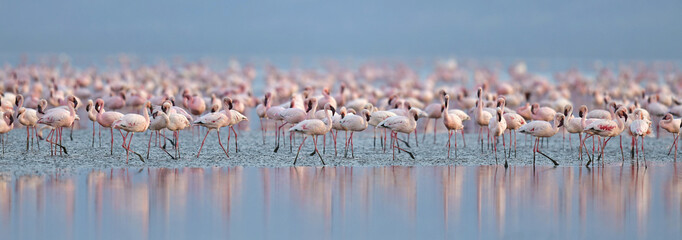 Colony of Flamingos on the Natron lake.Lesser Flamingo Scientific name: Phoenicoparrus minor. Tanzania Africa. © Uryadnikov Sergey