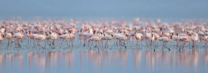 Photo sur Plexiglas Flamant Colony of Flamingos on the Natron lake.Lesser Flamingo Scientific name: Phoenicoparrus minor. Tanzania Africa.