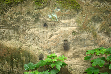 Höhlenlöcher am Fluss - Tierbrutstätten