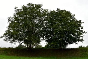two leafy trees in the green meadow