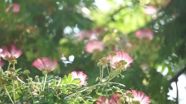 Pink-flowered albizia saman blown by the wind