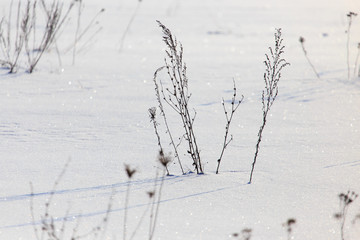 Fototapeta na wymiar Dry grass in the snow in winter