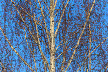Naked birch in winter against the background of blue sky