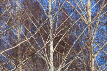 Naked birch in winter against the background of blue sky