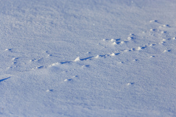 Cold snow on nature in winter as background