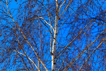 Naked birch in winter against the background of blue sky