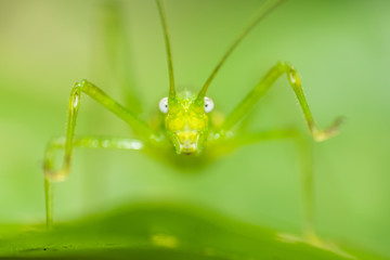 Green katydid close portrait