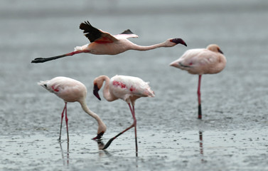 Fototapeta na wymiar Flamingo in flight. Flying flamingo over the water of Natron Lake. Lesser flamingo. Scientific name: Phoenicoparrus minor. Tanzania.