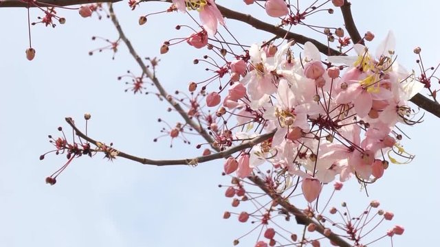 Flowers of Cassia bakeriana or common name Horse Cassia , Pink Cassia , Pink Shower or Wishing Tree. Flowering plants in the legume family usually found in every part of Thailand.