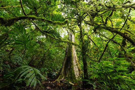Dense jungle vegetation in Bali island