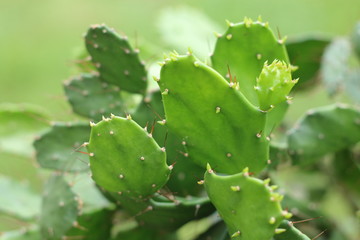 Kaktus Cactaceae cactus