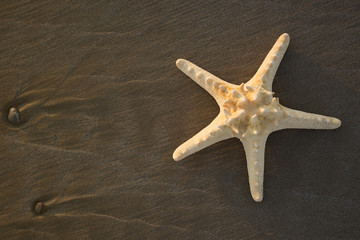 Starfish on a beach sand closeup. Summer holidays sea background. Flat lay, top view