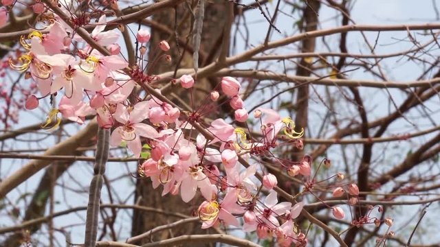 Flowers of Cassia bakeriana or common name Horse Cassia , Pink Cassia , Pink Shower or Wishing Tree. Flowering plants in the legume family usually found in every part of Thailand.