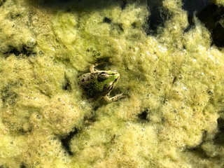 Frog in the river