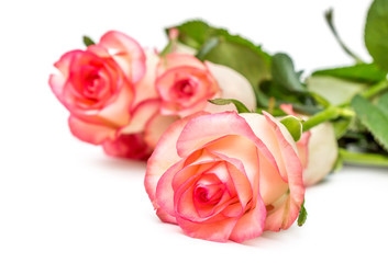 Bunch of beautiful roses on white.