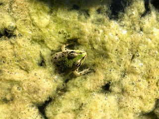 Frog in the river
