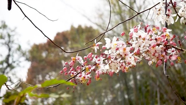 Flowers of Cassia bakeriana or common name Horse Cassia , Pink Cassia , Pink Shower or Wishing Tree. Flowering plants in the legume family usually found in every part of Thailand.
