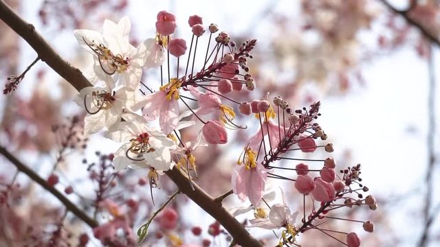 Flowers of Cassia bakeriana or common name Horse Cassia , Pink Cassia , Pink Shower or Wishing Tree. Flowering plants in the legume family usually found in every part of Thailand.