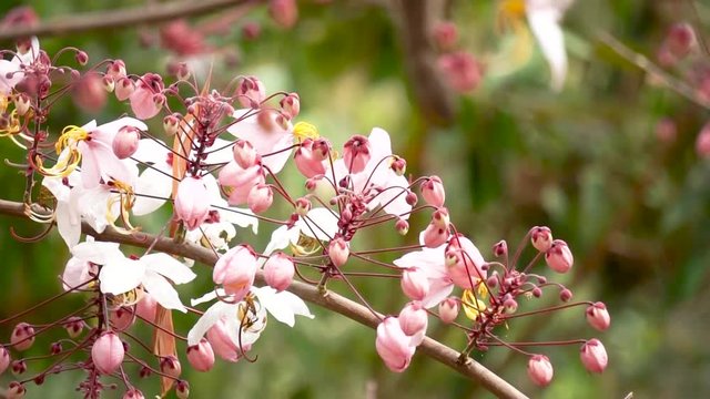 Flowers of Cassia bakeriana or common name Horse Cassia , Pink Cassia , Pink Shower or Wishing Tree. Flowering plants in the legume family usually found in every part of Thailand.