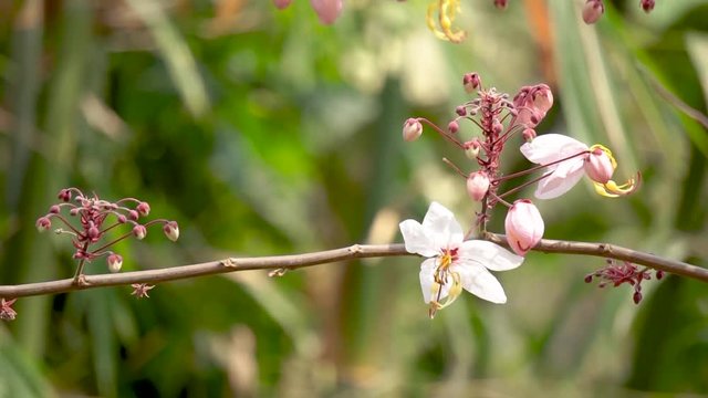 Flowers of Cassia bakeriana or common name Horse Cassia , Pink Cassia , Pink Shower or Wishing Tree. Flowering plants in the legume family usually found in every part of Thailand.