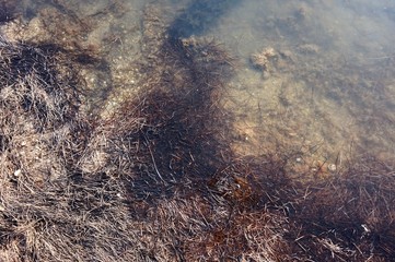 The shore of the estuary with medicinal mud, overgrown with grass.