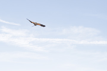 Harris's hawk (Parabuteo unicinctus) flying