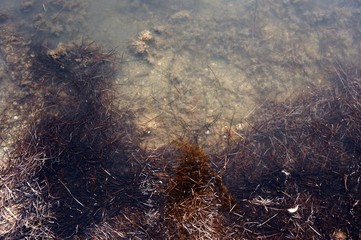 The shore of the estuary with medicinal mud, overgrown with grass.