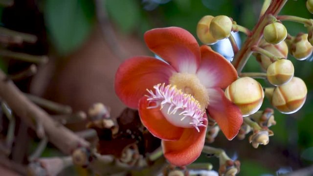 Flowers of Shorea robusta also known as sal, sakhua or shala tree. This tree is religious significance to Hindu and Buddhism.